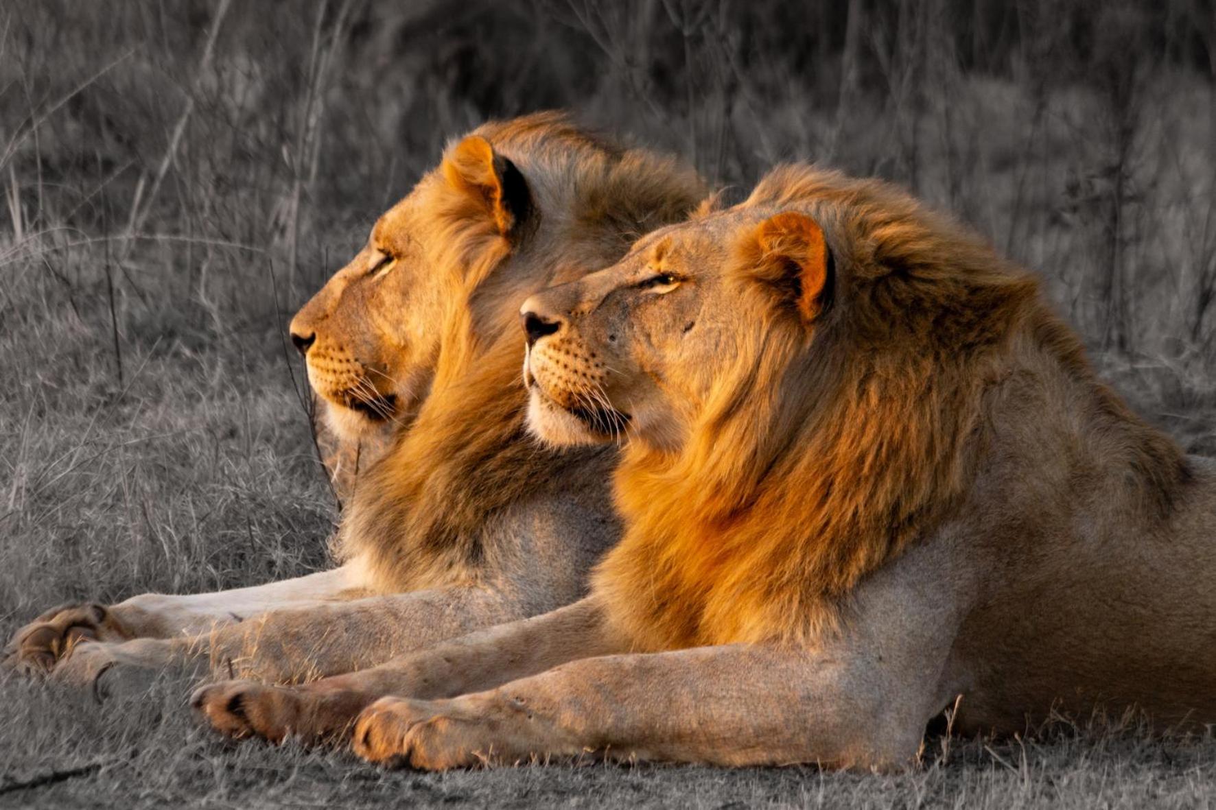 Out In Africa Wildlife Lodge Hammanskraal Buitenkant foto